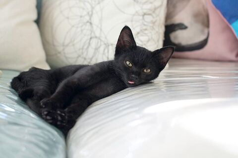 黒猫 保護猫 はなお 水分補給