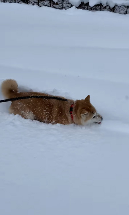柴犬