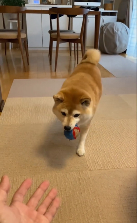 マコ 柴犬 雪 ハチワレ サチ ラッセル 除雪車