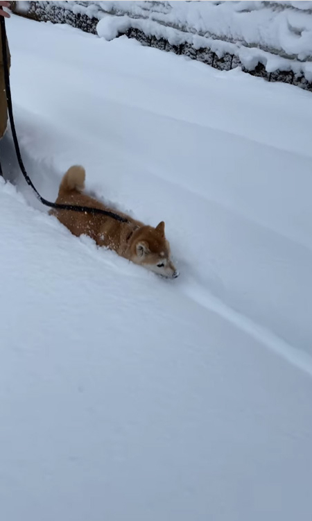マコ 柴犬 雪 ハチワレ サチ ラッセル 除雪車
