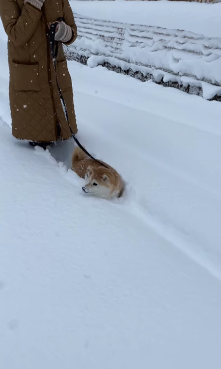 マコ 柴犬 雪 ハチワレ サチ ラッセル 除雪車