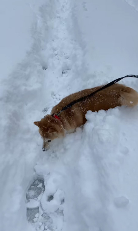 マコ 柴犬 雪 ハチワレ サチ ラッセル 除雪車