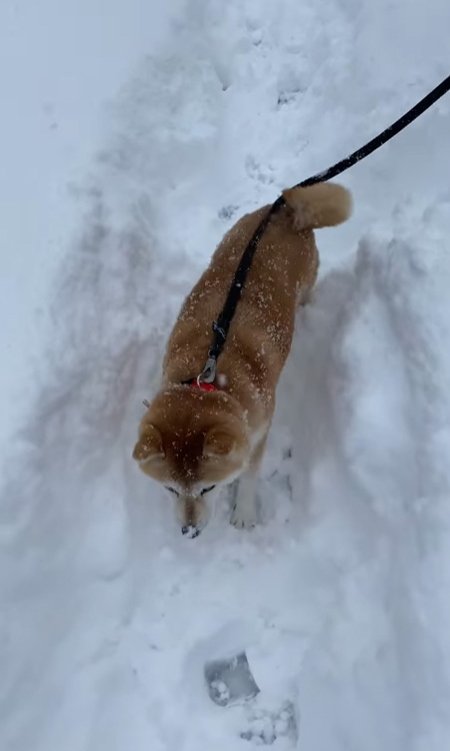 マコ 柴犬 雪 ハチワレ サチ ラッセル 除雪車