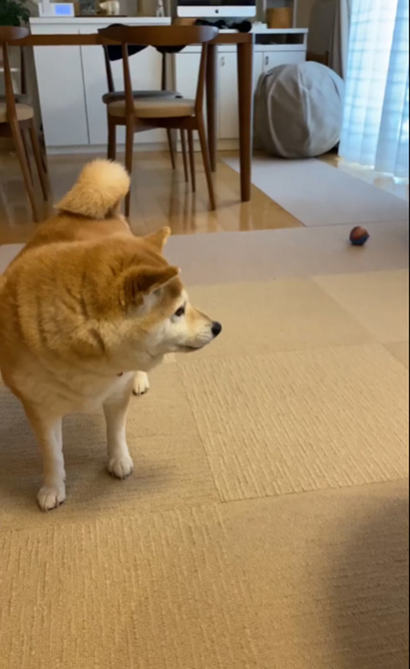 マコ 柴犬 雪 ハチワレ サチ ラッセル 除雪車