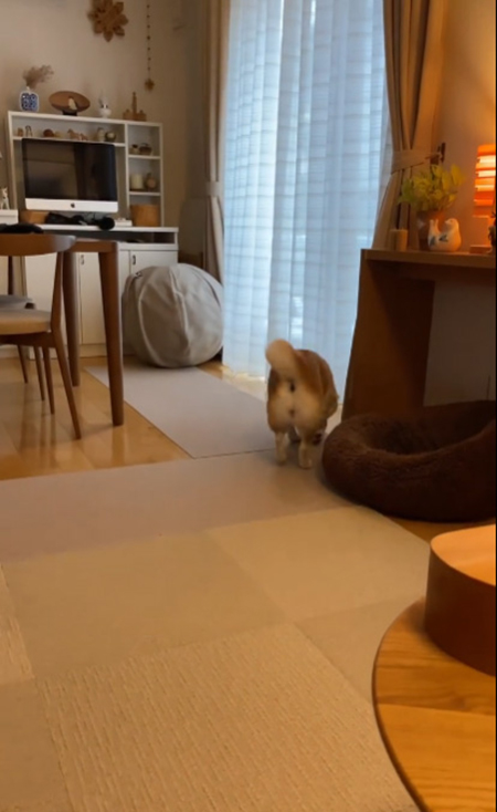 マコ 柴犬 雪 ハチワレ サチ ラッセル 除雪車