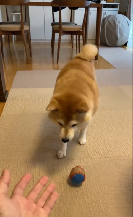 マコ 柴犬 雪 ハチワレ サチ ラッセル 除雪車