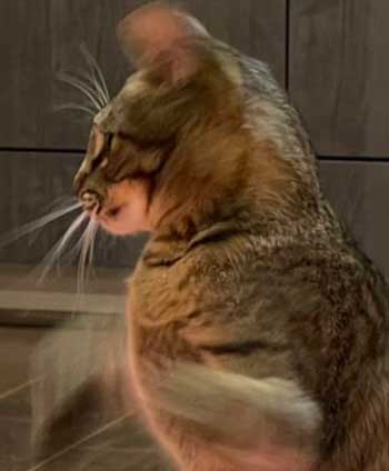 猫パンチ よける うまい 犬 面白 犬と猫 仲良し