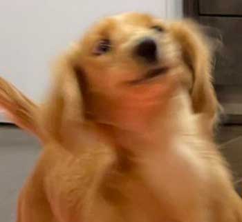 猫パンチ よける うまい 犬 面白 犬と猫 仲良し