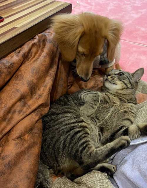 猫パンチ よける うまい 犬 面白 犬と猫 仲良し