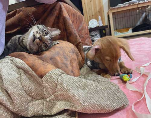 猫パンチ よける うまい 犬 面白 犬と猫 仲良し