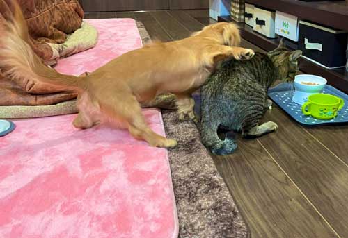 猫パンチ よける うまい 犬 面白 犬と猫 仲良し