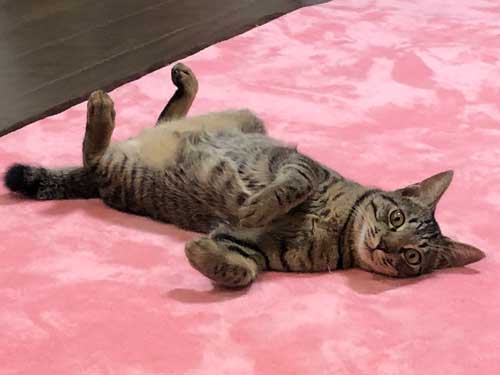 猫パンチ よける うまい 犬 面白 犬と猫 仲良し