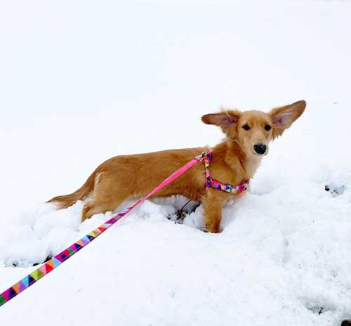 猫パンチ よける うまい 犬 面白 犬と猫 仲良し