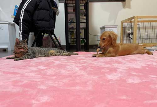 猫パンチ よける うまい 犬 面白 犬と猫 仲良し