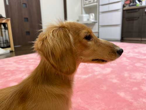 猫パンチ よける うまい 犬 面白 犬と猫 仲良し