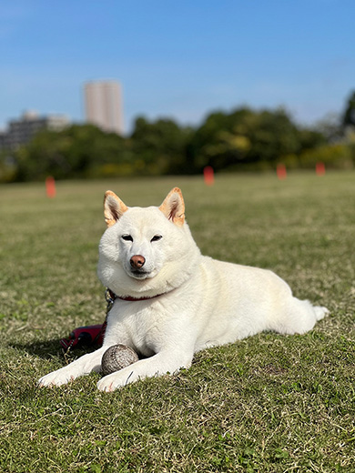 柴犬　白柴　おねだり　甘えん坊　鳴き声　動画　かわいい