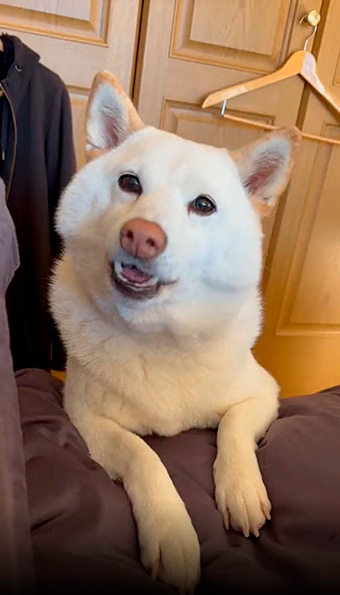 柴犬　白柴　おねだり　甘えん坊　鳴き声　動画　かわいい