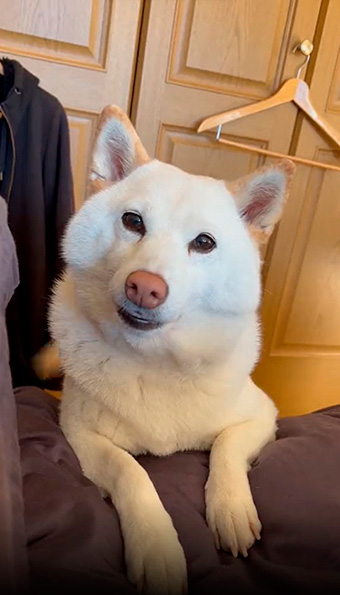 柴犬　白柴　おねだり　甘えん坊　鳴き声　動画　かわいい