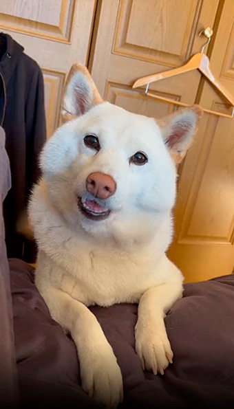 柴犬　白柴　おねだり　甘えん坊　鳴き声　動画　かわいい