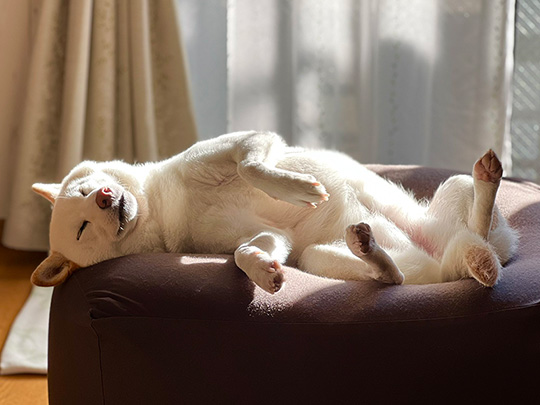 柴犬　白柴　おねだり　甘えん坊　鳴き声　動画　かわいい