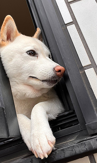柴犬　白柴　おねだり　甘えん坊　鳴き声　動画　かわいい
