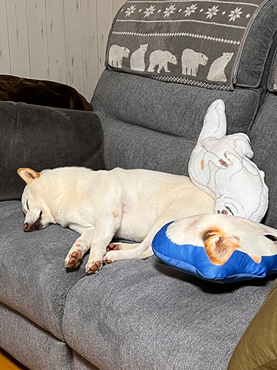 柴犬　白柴　おねだり　甘えん坊　鳴き声　動画　かわいい