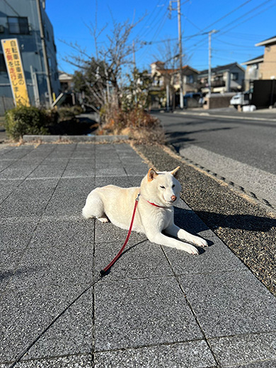 柴犬　白柴　おねだり　甘えん坊　鳴き声　動画　かわいい