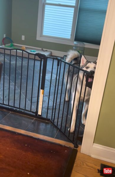 不器用 ハスキー コナ 柵