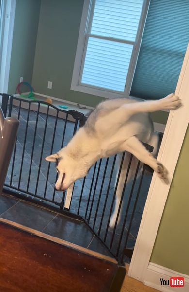 不器用 ハスキー コナ 柵