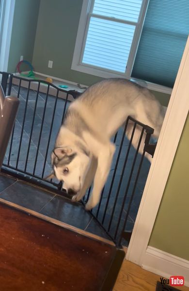 不器用 ハスキー コナ 柵