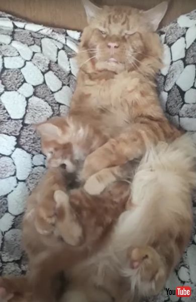 昼寝 邪魔 子猫 父猫