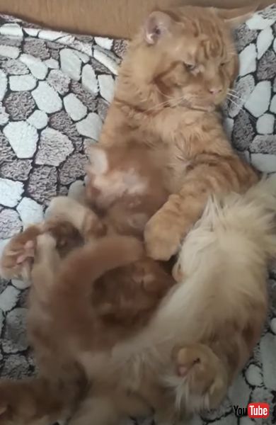 昼寝 邪魔 子猫 父猫