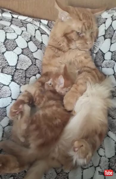 昼寝 邪魔 子猫 父猫