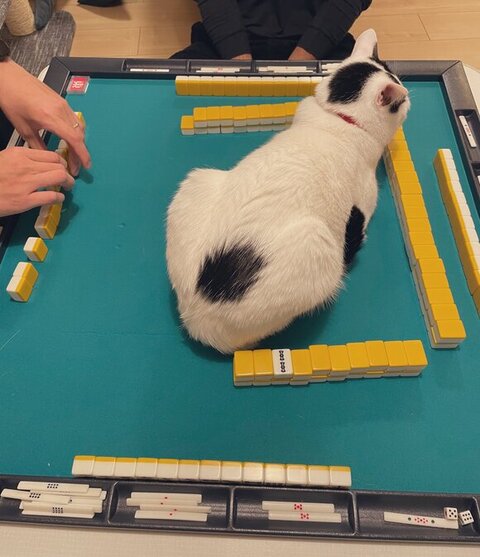 ひなた 年越し 麻雀 猫 スリル