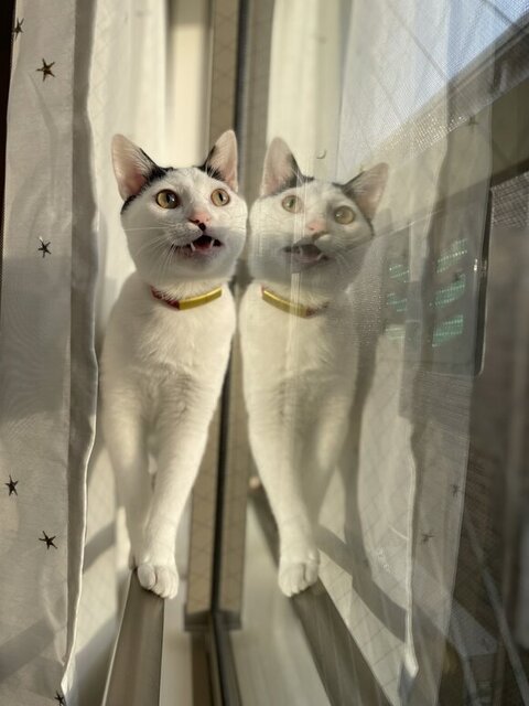 ひなた 年越し 麻雀 猫 スリル