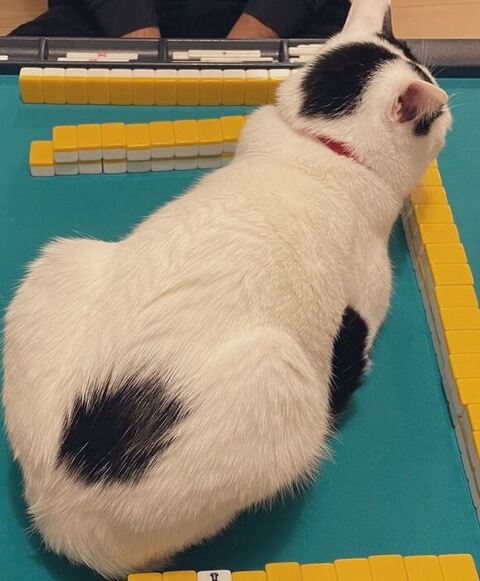 ひなた 年越し 麻雀 猫 スリル