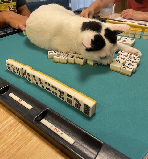 ひなた 年越し 麻雀 猫 スリル