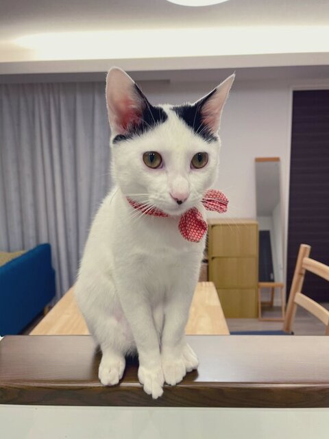 ひなた 年越し 麻雀 猫 スリル