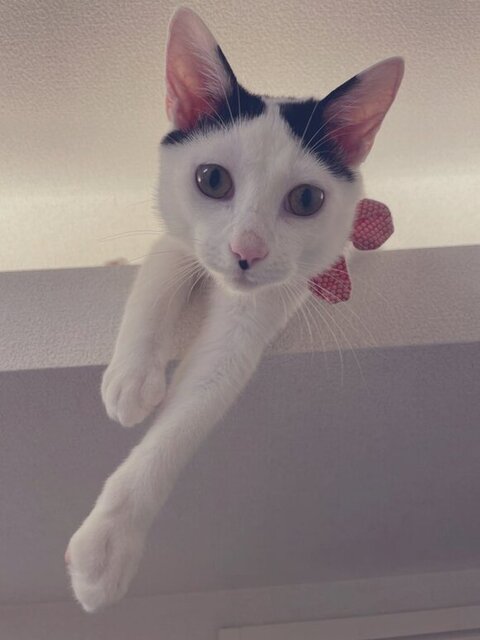 ひなた 年越し 麻雀 猫 スリル