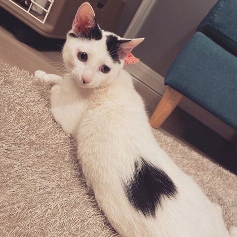 ひなた 年越し 麻雀 猫 スリル