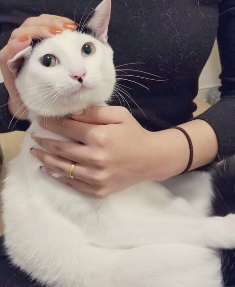 ひなた 年越し 麻雀 猫 スリル