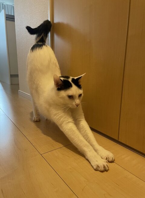 ひなた 年越し 麻雀 猫 スリル