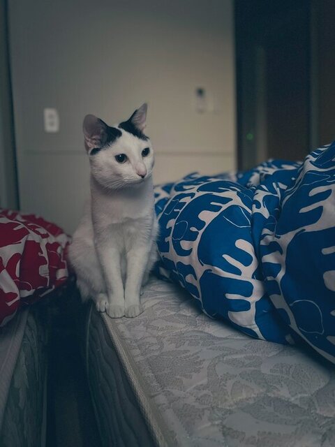 ひなた 年越し 麻雀 猫 スリル