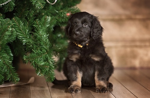 ペット手帳　ベストショット