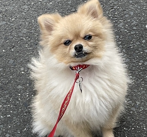 ペット手帳　ベストショット