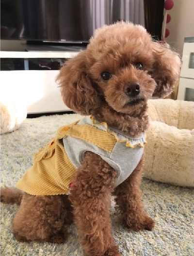 ペット手帳　ベストショット