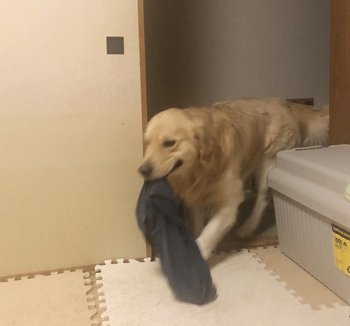 ペット手帳　ベストショット