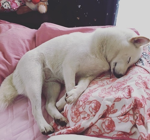 ペット手帳　ベストショット