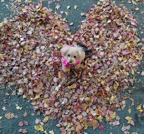 ペット手帳　ベストショット