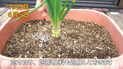 野菜 再生栽培 リボべジ 栽培方法 コツ 葉ねぎ 万能ねぎ のりんご YouTube